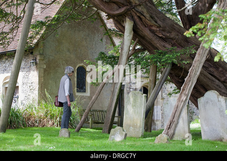 Wilmington if (Taxus baccata). Une partie de l'année environ 1 600 - vieil arbre dans le cimetière de St Marie et l'église de Saint - Pierre Banque D'Images