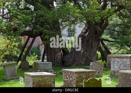 Cimetière de Wilmington if (Taxus baccata). Une partie de l'année environ 1 600 - vieil arbre dans le cimetière de Sainte Marie Banque D'Images