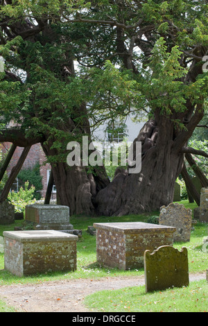 Cimetière de Wilmington if (Taxus baccata). Une partie de l'année environ 1 600 - vieil arbre dans le cimetière de Sainte Marie Banque D'Images