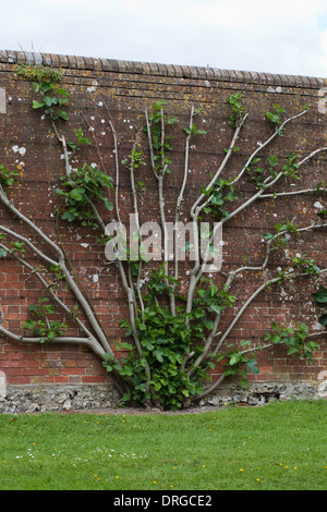 Figuier (Ficus caria). De plus en plus d'un jardin clos. Plusieurs troncs à partir d'une seule des racines, formés d'un mur. Banque D'Images