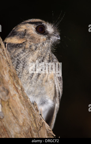 Australian Owlet Engoulevent profil. Banque D'Images