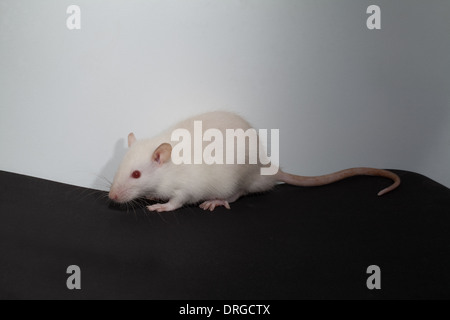 Blanc, albino, rat domestique (Rattus norvegicus). La pigmentation de la mélanine manque ainsi par exemple, les yeux apparaissent rose ou rouge. Banque D'Images