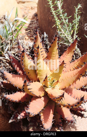 Aloe melanacantha Black Thorn (aloe) Banque D'Images