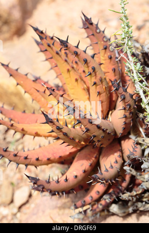 Aloe melanacantha Black Thorn (aloe) Banque D'Images