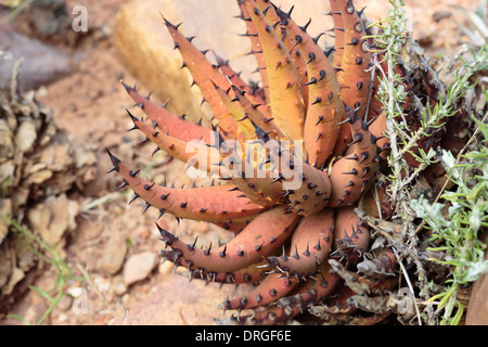 Aloe melanacantha Black Thorn (aloe) Banque D'Images