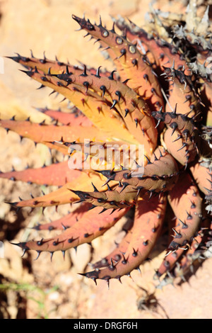 Aloe melanacantha Black Thorn (aloe) Banque D'Images