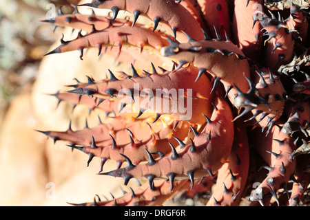 Aloe melanacantha Black Thorn (aloe) Banque D'Images