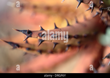 Aloe melanacantha Black Thorn (aloe) Banque D'Images