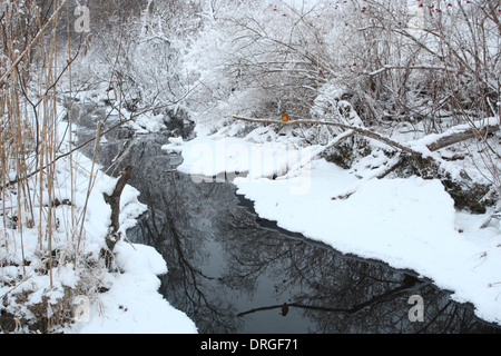 Kingfisher (Alcedo atthis hivernage) dans son habitat, janvier. Banque D'Images