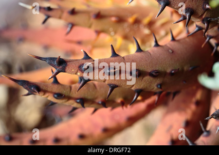 Aloe melanacantha Black Thorn (aloe) Banque D'Images