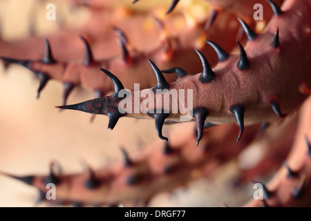 Aloe melanacantha Black Thorn (aloe) Banque D'Images