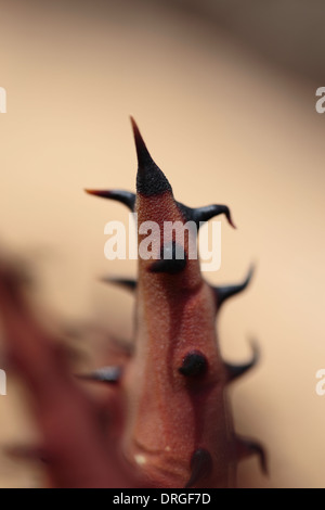 Aloe melanacantha Black Thorn (aloe) Banque D'Images