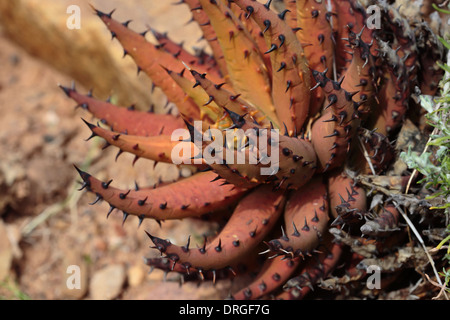 Aloe melanacantha Black Thorn (aloe) Banque D'Images