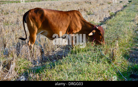 Vache brune mange de l'herbe sur un champ de riz dans la campagne de la Thaïlande Banque D'Images