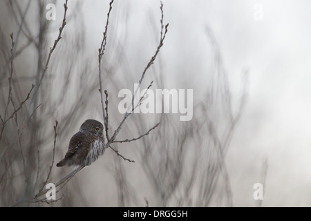 Chouette naine eurasien (Glaucidium passerinum) Banque D'Images