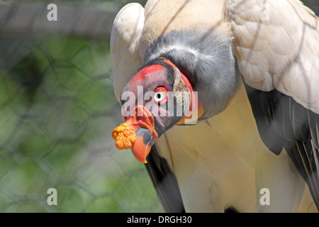 Un vautour pape (Sarcoramphus papa) avec la caroncule charnue jaune caractéristique sur son bec, en captivité Banque D'Images