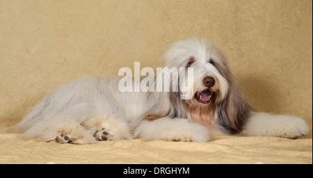 Bearded Collie (aussi Beardie) l'élevage d'une race de chien une fois utilisée principalement par des bergers écossais Banque D'Images