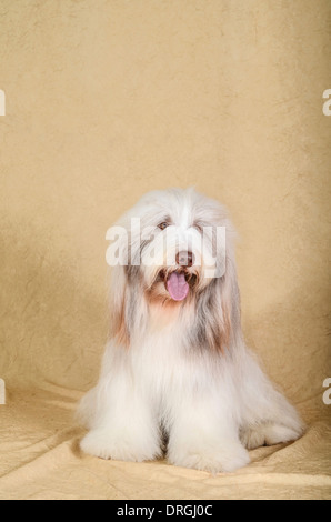 Bearded Collie (aussi Beardie) l'élevage d'une race de chien une fois utilisée principalement par des bergers écossais Banque D'Images