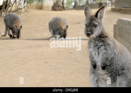 Permanent wallabies et de manger en Australie Banque D'Images