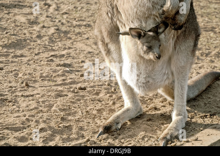 Cute Little joey dans la poche de Maman Kangourou Banque D'Images