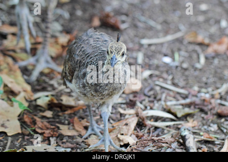 Un jeune poussin paons (Pavo cristatus) balade Banque D'Images