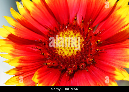 Macro de pétales jaunes et orange daisy flower gazania sur fond vert Banque D'Images