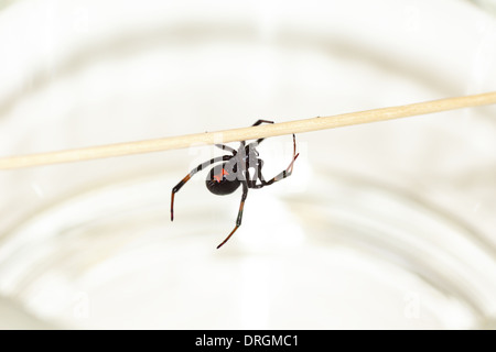 Femme mortelle araignée veuve noire, Latrodectus mactans, avec forme de sablier rouge sous son abdomen. Banque D'Images