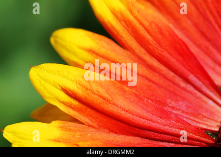 Macro de pétales jaunes et orange daisy flower gazania sur fond vert Banque D'Images