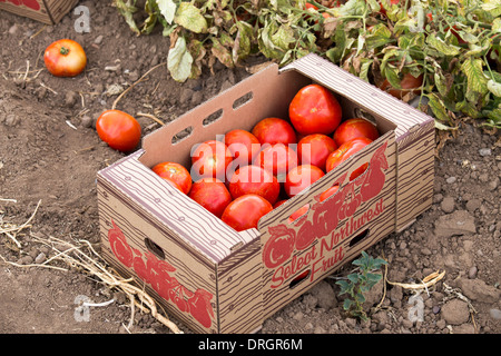 Les tomates cueillies par les travailleurs mexicains migrants dans la région de Yakima, Washington, USA Banque D'Images