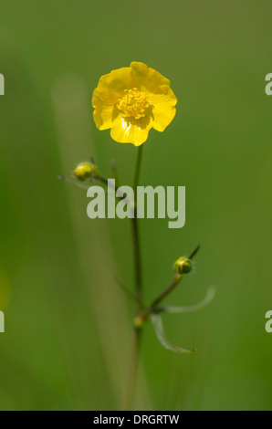 Un fier Buttercup dans un pré, sur une journée ensoleillée, en Cumbria, Angleterre. Banque D'Images