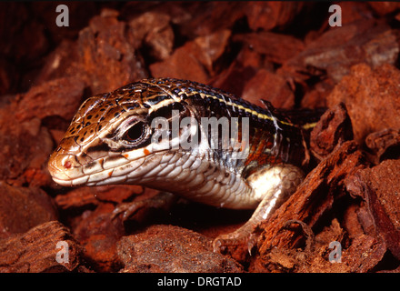 Bordée de noir , Gerrhosaurus nigrolineatus Lézard plaqué, de l'Afrique, Gerrhosauridae, Roberto Nistri, lézards reptile repti horizontale Banque D'Images