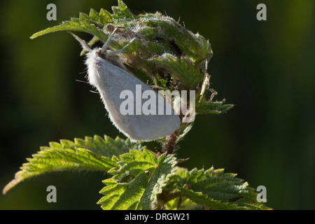 Yellow-tail, Goldtail Moth ou Swan (Euproctis similis) repose sur l'ortie Shrewsbury Shropshire Angleterre Preston Montford Banque D'Images