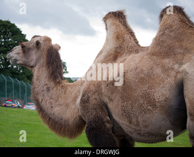 Chameaux de Bactrian au West Midlands Safari Park, Royaume-Uni Banque D'Images