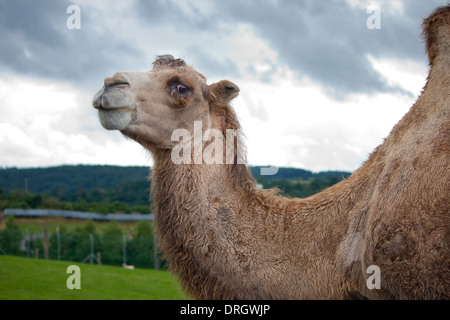 Chameaux de Bactrian au West Midlands Safari Park, Royaume-Uni Banque D'Images