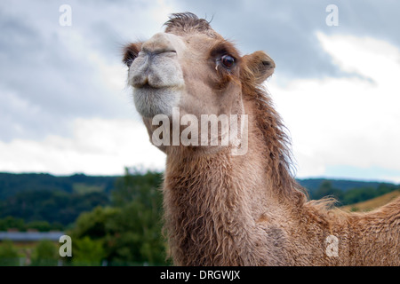 Chameaux de Bactrian au West Midlands Safari Park, Royaume-Uni Banque D'Images