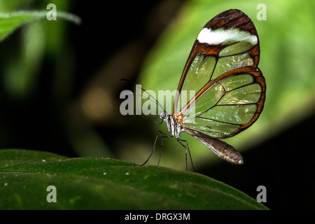 Aile de papillon en verre Banque D'Images