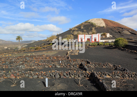 Au-delà d'un établissement vinicole domaine des vignes dans les cendres volcaniques protégés par des murs dans un vignoble. La Geria Lanzarote Iles Canaries Banque D'Images