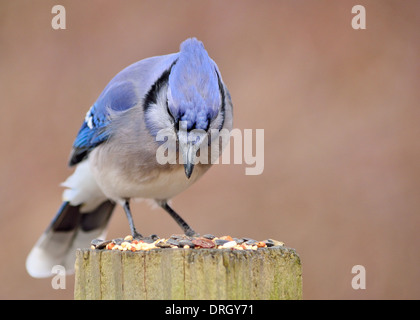 Un geai bleu perché sur un poster avec graines d'oiseaux. Banque D'Images