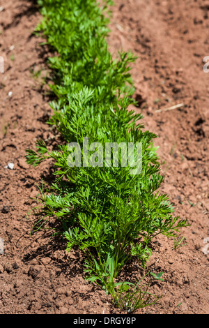 Les jeunes plants de carottes dans le jardin ou à la ferme. Banque D'Images