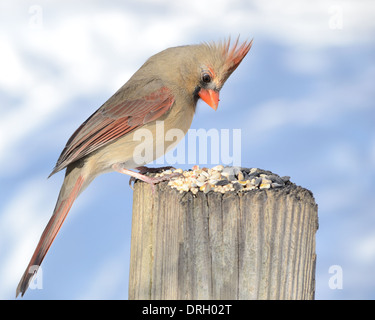 Une femelle cardinal perché sur un poste de manger les graines d'oiseaux. Banque D'Images