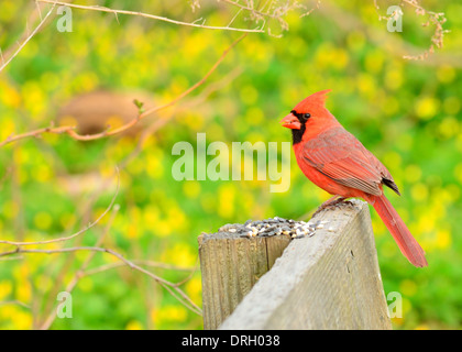 Le Cardinal mâle perché sur une clôture d'alimentation des oiseaux. Banque D'Images