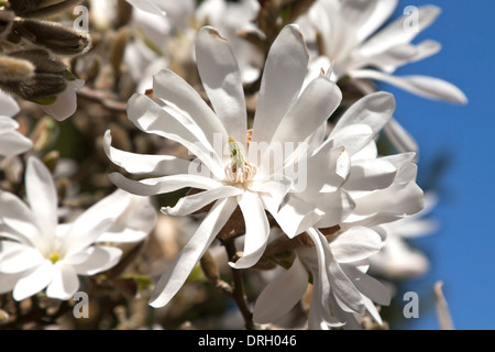 Magnolia stellata, bourgeons et fleurs de magnolias Star dans le jardin formel de Castle Drogo, Drewsteignton, Devon, Angleterre. Banque D'Images