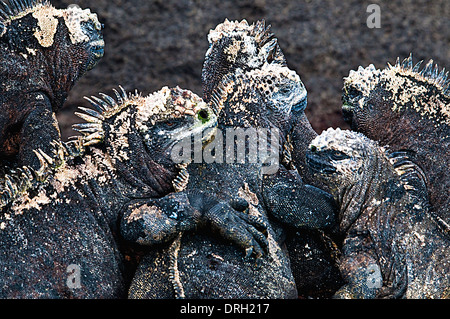 Les iguanes Amblyrhynchus cristatus marine des Galápagos Fernandina Equateur Amérique du Sud Banque D'Images