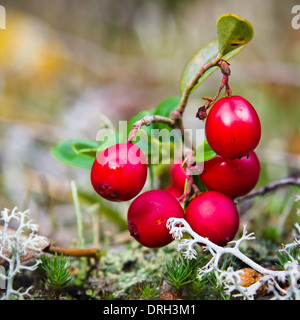 Fruits rouges d'une airelle rouge sur des bagues, d'un close up Banque D'Images