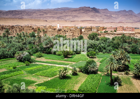 Voir d'Oasis dans la vallée du Dadès, au Maroc, Afrique Banque D'Images