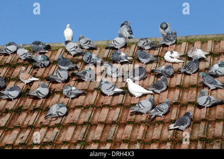 Pigeon domestique, Columba livia domestica, Groupe sur le toit, Wiltshire, Janvier 2014 Banque D'Images