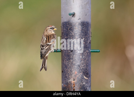 Moindre sizerin flammé, Carduelis cabaret, seul oiseau sur convoyeur, Warwickshire, Janvier 2014 Banque D'Images