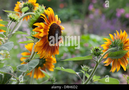 Le tournesol - Helianthus annuus Orillia pousse dans un jardin anglais Banque D'Images