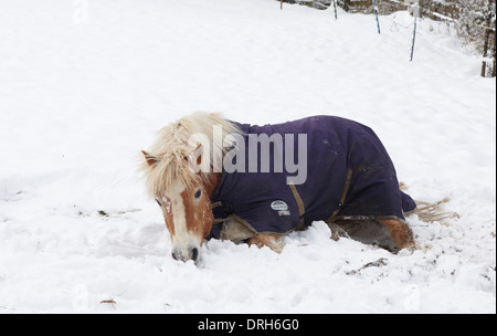 Cheval poney Haflinger neige hiver poneys en plein air Banque D'Images