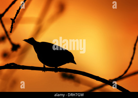 Silhouette oiseau solitaire sur une branche en couleurs au coucher du soleil Banque D'Images
